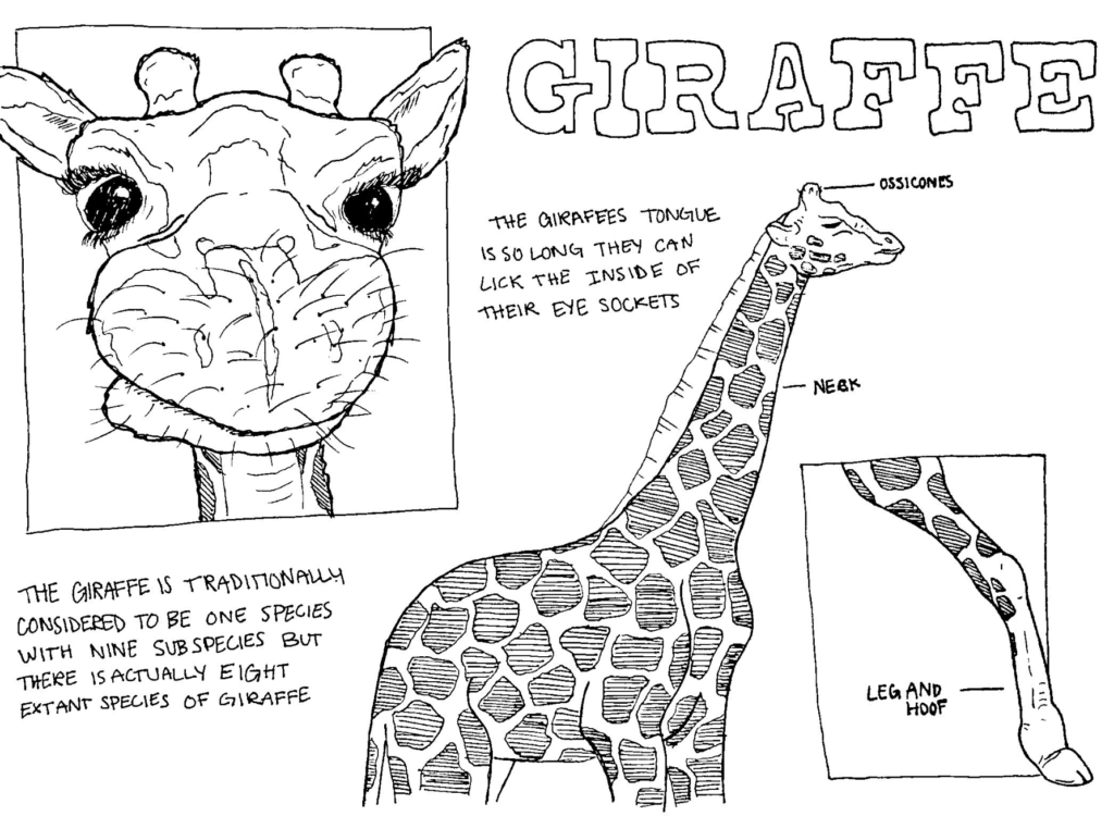 giraffe infographic